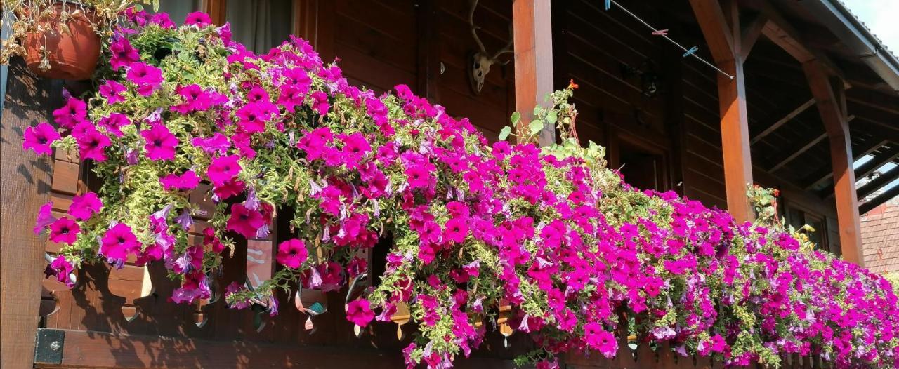 Dana Apartmani Kolasin Ngoại thất bức ảnh